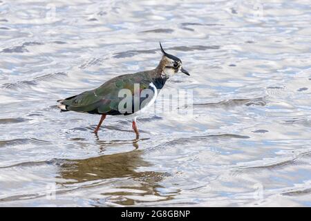 A single colorful Lapwing bird walking in water looking for food Stock Photo