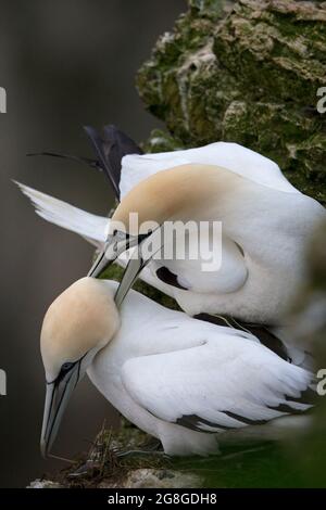 Northern Gannet (Morus bassanus) squabbling or displaying or courting Bempton Cliffs Yorkshire GB UK 2021 Stock Photo