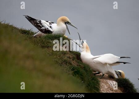 Northern Gannet (Morus bassanus) squabbling or displaying or courting Bempton Cliffs Yorkshire GB UK 2021 Stock Photo