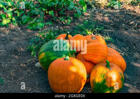 Orange and green pumpkins are stacked in a heap on the ground close-up. Harvesting. Agriculture. Side view. Stock Photo