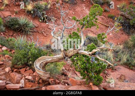 Gnarled Juniper Tree in Sedona ArizonaGnarled juniper bush in arid red rock of Castle Rock. High desert vegetation of Coconino National Forest. Stock Photo