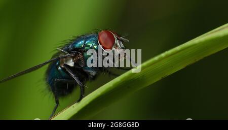 Blue Bottle Fly (Calliphora vomitoria) Stock Photo