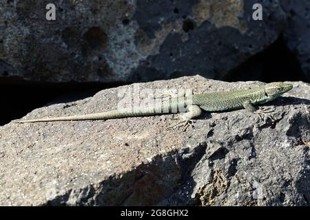 Madeiran wall lizard, Madeira-Eidechse, Madeira-Mauereidechse, Teira dugesii, madeirai faligyik, Madeira, Portugal, Europe Stock Photo