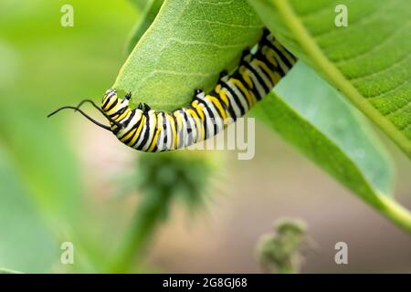 Monarch butterfly caterpillar on common milkweed Stock Photo