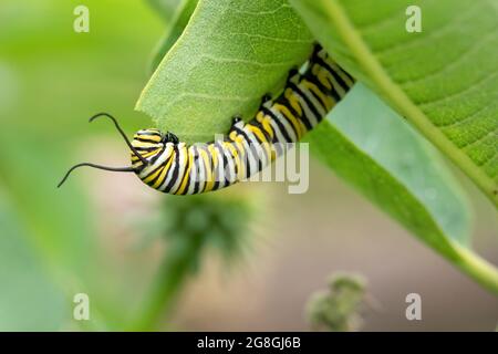 Monarch butterfly caterpillar on common milkweed Stock Photo