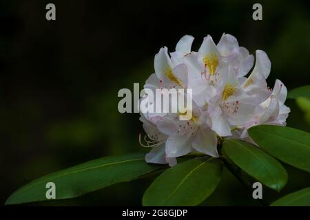Close-up of a Rhododendron flower in full bloom with copy-space. Stock Photo