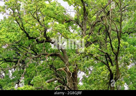 Massive lush green tree with wide branches in the field under a blue ...