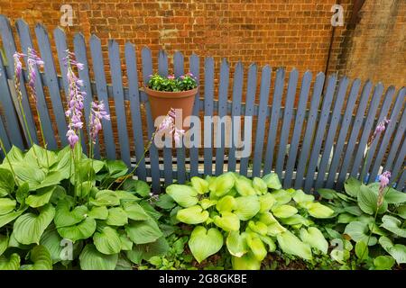 A potted plant hangs on a blue-gray picket fence with a grouping of blooming Hosta in front. Stock Photo