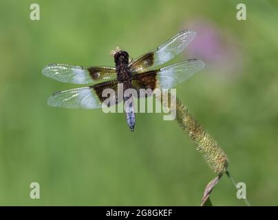 A Widow Skimmer (Libellula luctuosa) on a marsh plant in Muskoka Ontario Stock Photo