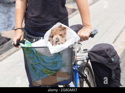 Yorkshire terrier in basket on front of bicycle. Stock Photo