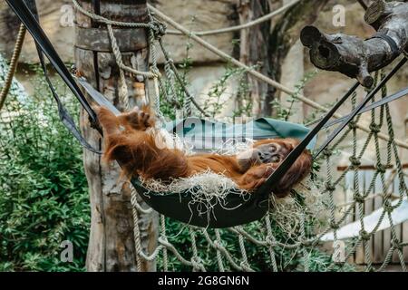 Cute funny orangutan with red fur having a rest in ZOO. Exotic wild animal sleeping in swing. Adult male of Sumatran orangutan.Endangered monkey Stock Photo