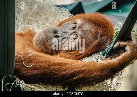 Cute orangutan with red fur having a rest in ZOO. Exotic wild animal looking in to camera. Adult male of Sumatran orangutan.Endangered monkey Stock Photo