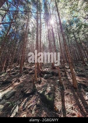 view from inside of fir tree forest. copy space Stock Photo