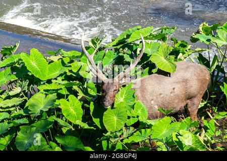 Wild animal male Deer Beside the stream in nature national park forest Thailand Stock Photo