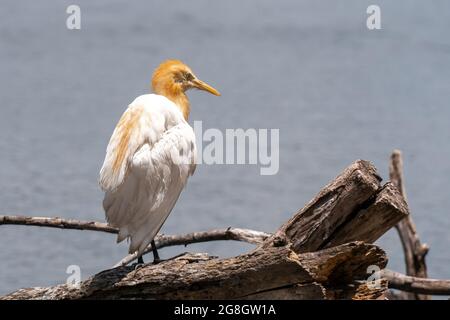 Cattle Egret Bubulcus ibis coromandus at thailand Stock Photo