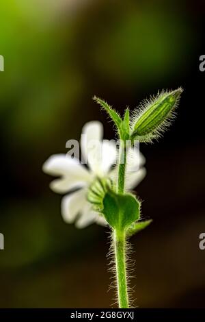 Silene latifolia in the forest Stock Photo