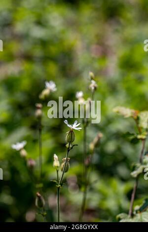 Silene latifolia growing in the forest Stock Photo