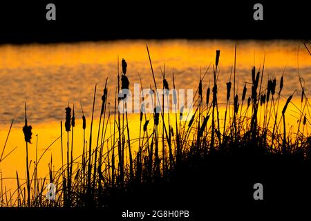 Cattail sunrise, Bear Lake National Wildlife Refuge, Idaho Stock Photo