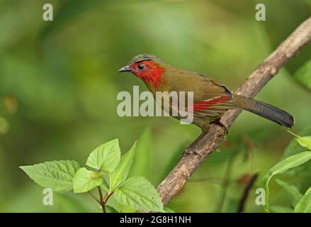 Scarlet-faced Liocichla (Liocichla ripponi ripponi) adult perched on branch Doi Lang, Thailand     November Stock Photo