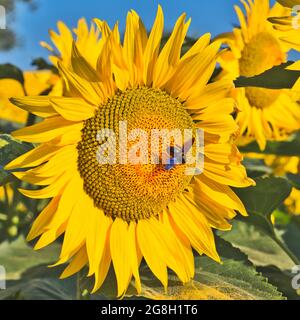 Single bright Yellow sunflower with disk floret beginning to turn a golden orange. A large carpenter bee in flight . Pollen dust scattered on the leaf Stock Photo