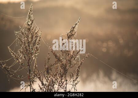 dew and spider web threads on the grass in misty autumn morning sunrise. Golden light. Blurred river and brown grass in background. Stock Photo