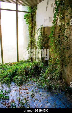 Poison ivy growing on a mossy wallBog windows Blue tiles Interior room needs maintenance Stock Photo