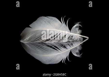 Single white feather and its reflection on black background Stock Photo