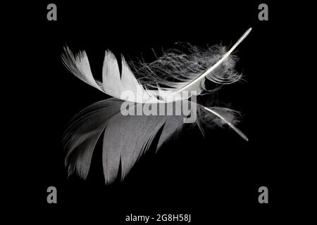 Single white feather and its reflection on black background Stock Photo