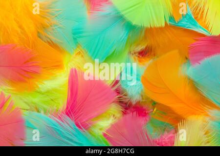 Pile of Colorful Bird Feathers Background Texture. Stock Photo
