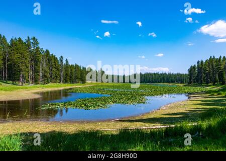 Heron Pond in the Grand Tetons Stock Photo