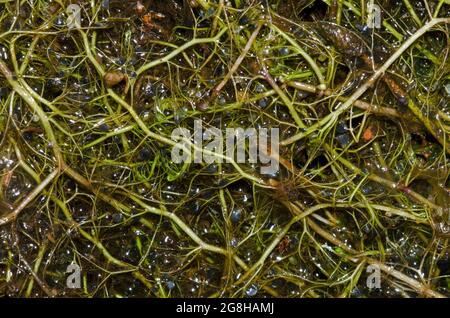 Humped Bladderwort, Utricularia gibba Stock Photo