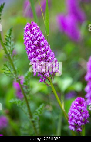 Pyramid orchids, ragwort and other wild flowers growing on a roadside verge by the A 362 near Frome in Somerset, England Stock Photo