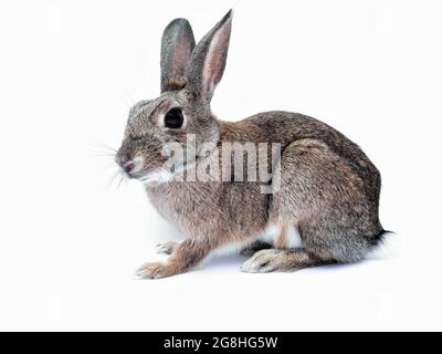 A hollow picture of a beautiful rabbit Stock Photo