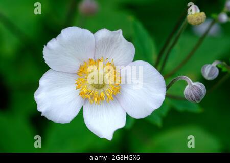 Anemone nemorosa, wood anemone buds and blossom against blurred green background Stock Photo