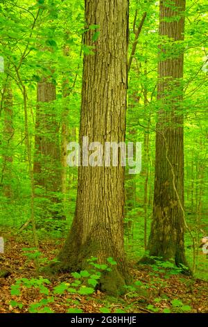 Mature forest, McCormick's Creek State Park, Indiana Stock Photo