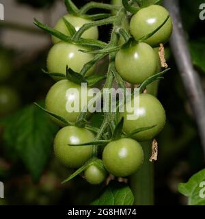 unripe still green tomatoes hanging on a branch Stock Photo