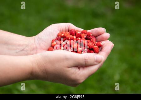 Red wild strawberries in a woman's hands. Stock Photo