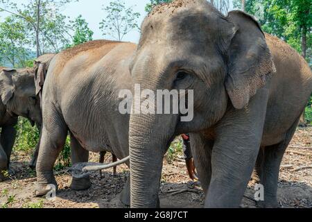 Asian Elephant in a nature river at deep forest Stock Photo