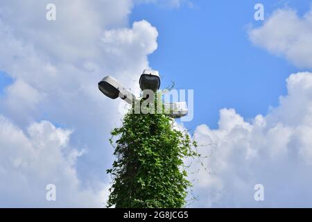 Virginia creeper and other climbers grow on the old street lamp. Summer. Stock Photo