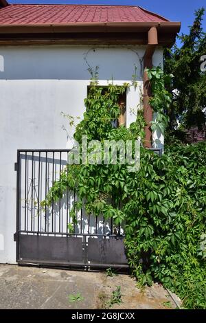 Vine ivy grows on the house wall, window and roof. Summer. Stock Photo