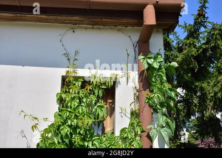 Vine ivy grows on the house wall, window and roof. Summer. Stock Photo