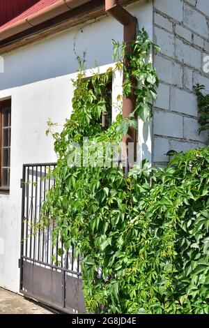 Vine ivy grows on the house wall, window and roof. Summer. Stock Photo