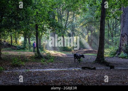 Northampton, UK. Weather, 21st July 202. Shafts of sunlight coming the trees in the Spinney early morning in Abington Park, it’s going to be very humid after last nights thunder and rain. Credit: Keith J Smith./Alamy Live News Stock Photo