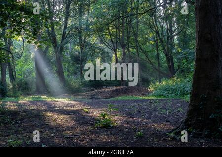 Northampton, UK. Weather, 21st July 202. Shafts of sunlight coming the trees in the Spinney early morning in Abington Park, it’s going to be very humid after last nights thunder and rain. Credit: Keith J Smith./Alamy Live News Stock Photo