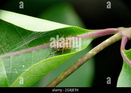 Dorsal view of spitting spider, Scytodes thoracica,Satara, Maharashtra, India Stock Photo