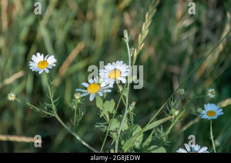 Daisy in a lawn. White chamomiles on green grass background. Daisy Meadow Stock Photo