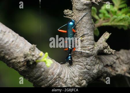 Metallic blue blister beetle, Meloidae, Satara, Maharashtra, India Stock Photo