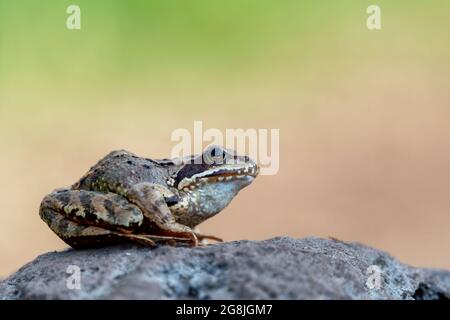 Common frog (Rana temporaria), also known as the European common frog on a stone in the mountains. Isolated on a flowing golden green background, phot Stock Photo