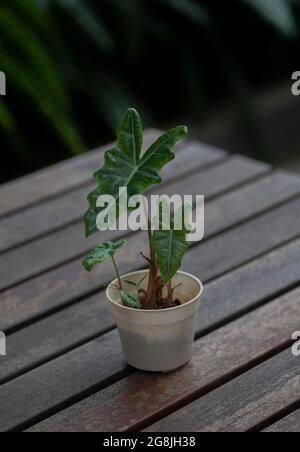 Close up of alocasia plant in a white pot on the table made of wood Stock Photo