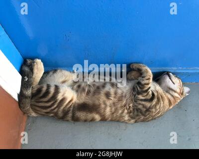 cat sleeping upside bend down sleeping behind door corner side may get squeezed Stock Photo